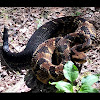 Timber Rattlesnake