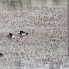 Tufted Duck