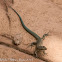 Iberian Wall Lizard