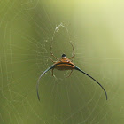 Spiny orb-weaver