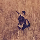 African Wild Dog