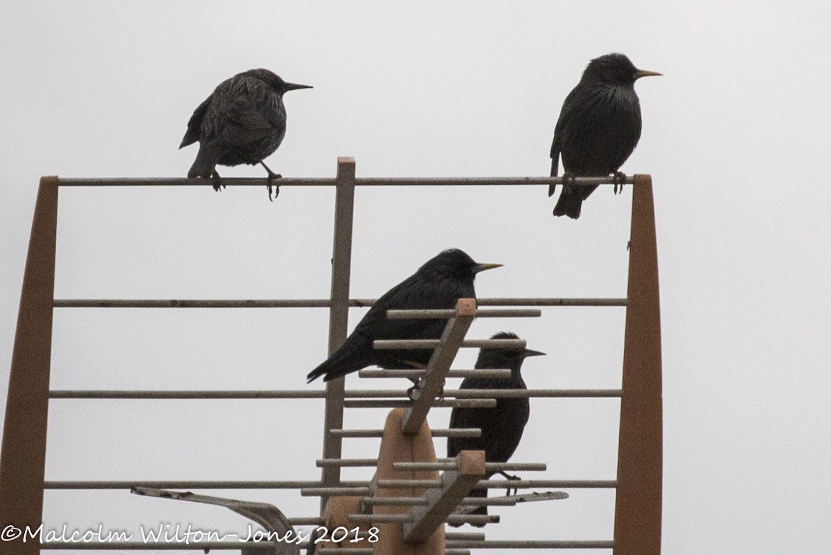 Spotless Starling; Estornino Negro