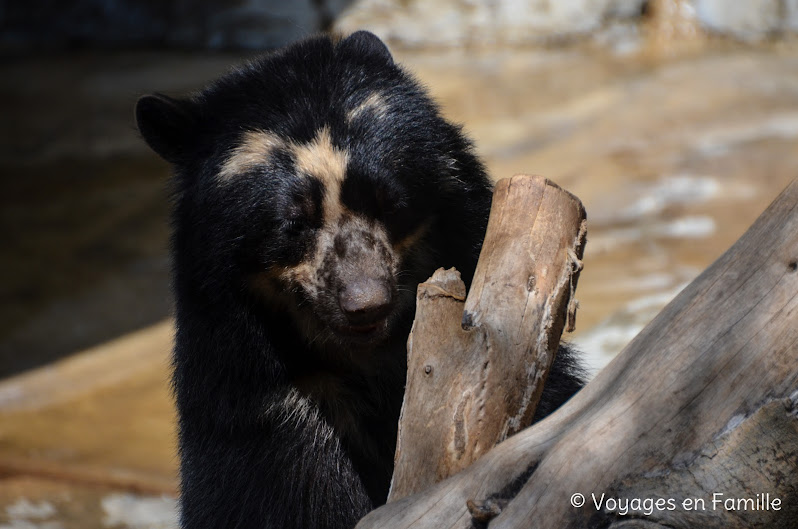 San Diego Zoo - Andean Bear