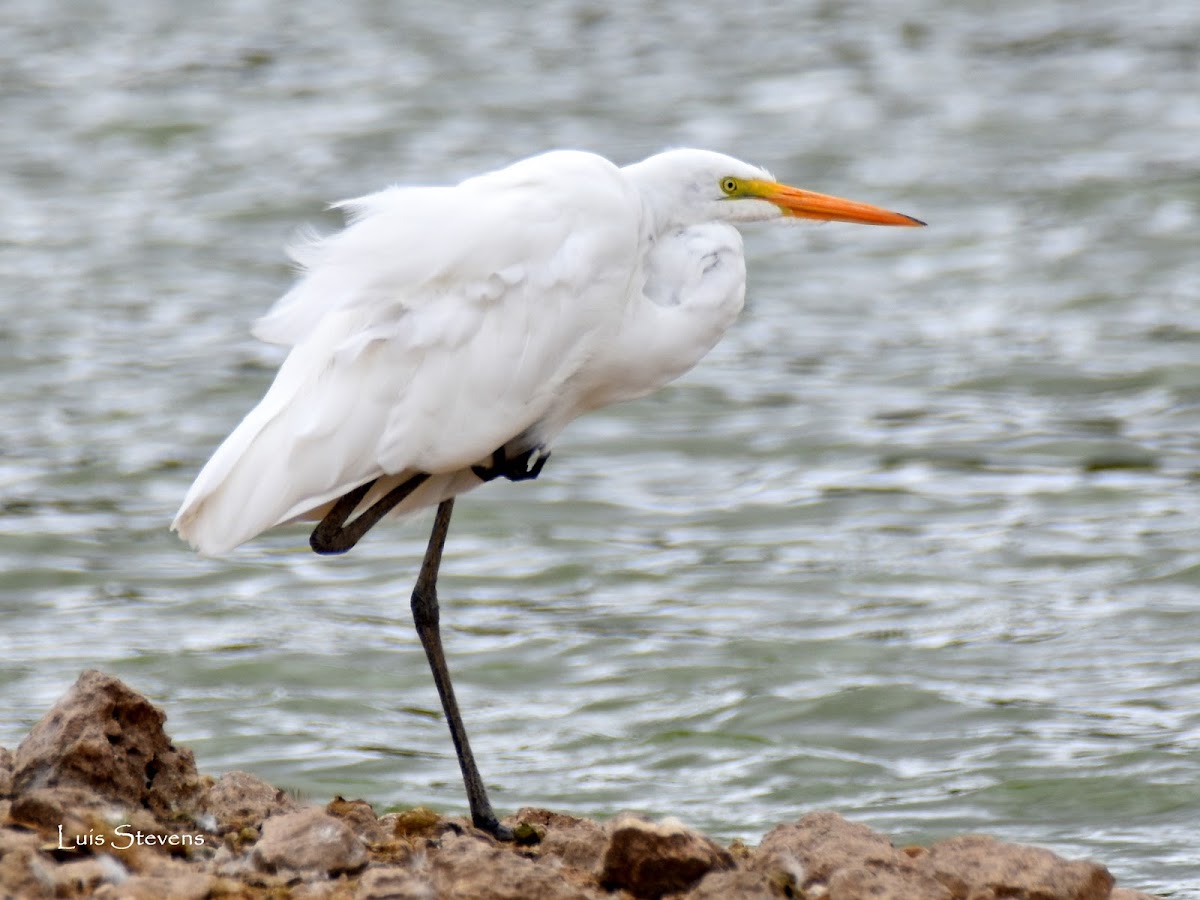 Great Egret