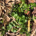 Wild Watercress