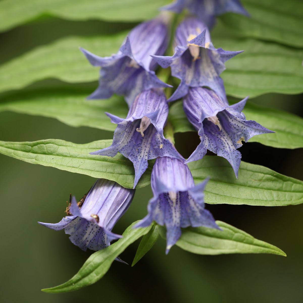 Willow Gentian