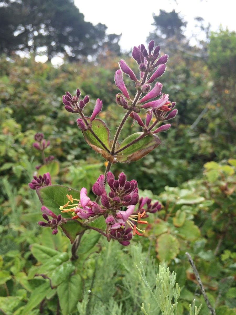 Pink Honeysuckle