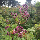 Pink Honeysuckle