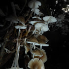 Mycena Mushrooms