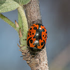 Calligraphic Leaf Beetle