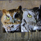 Eastern Screech Owl