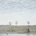 Dunlin