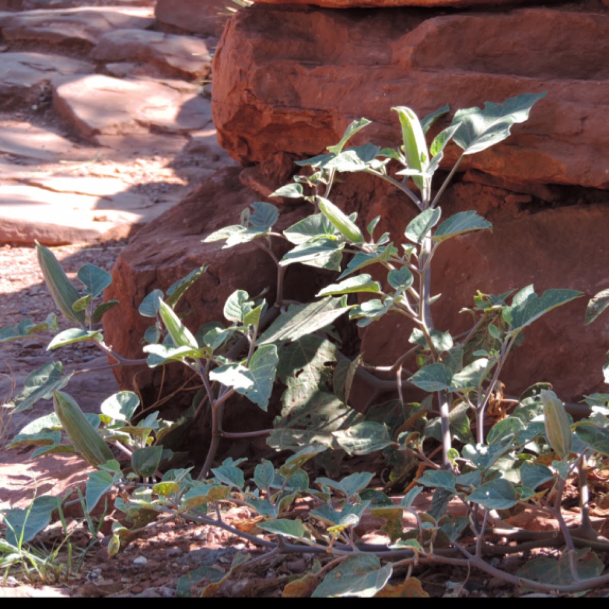 Jimson Weed. Also called Jimsonweed, Sacred Datura, Sacred Thorn Apple, Devil's Weed.