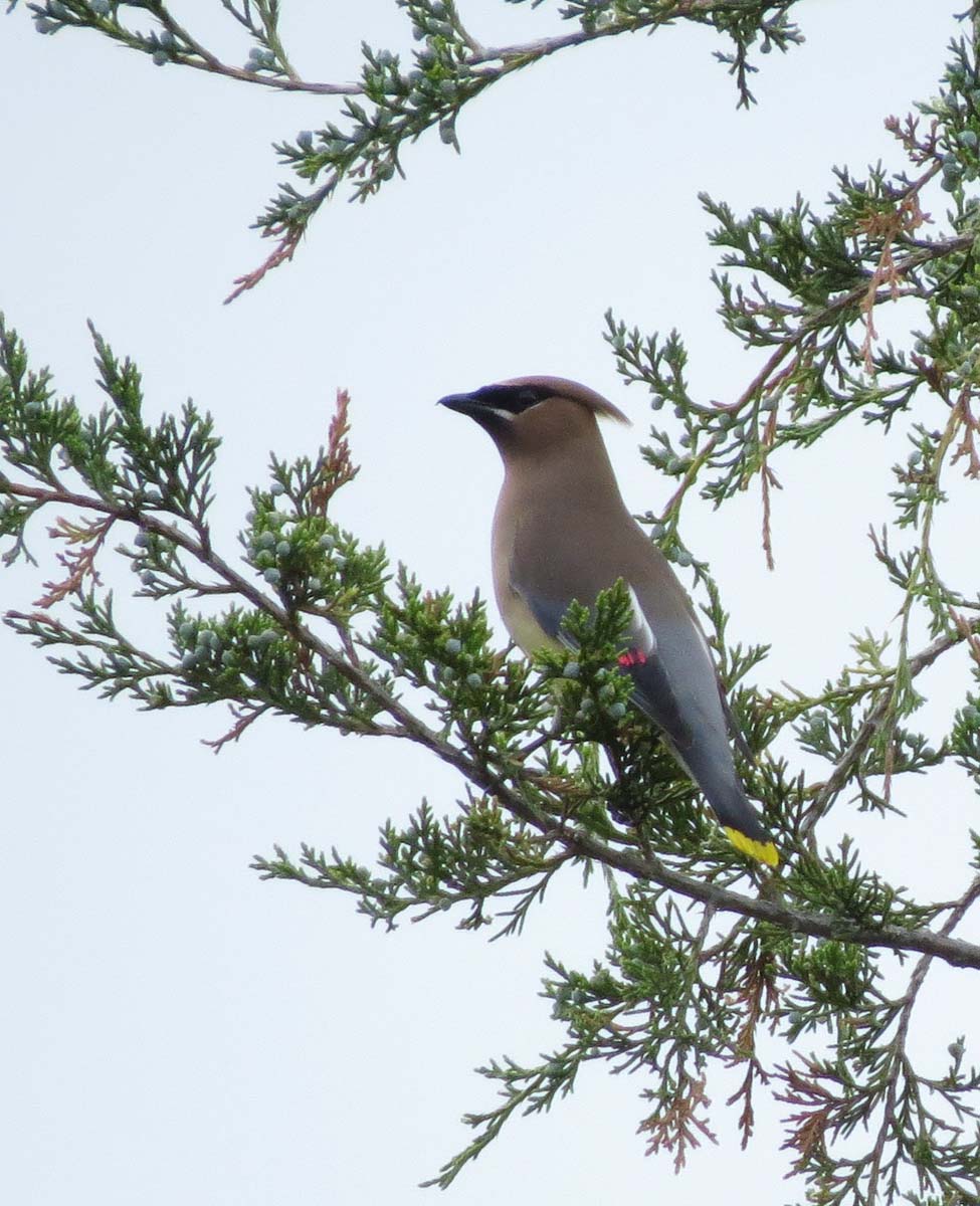 Cedar Waxwing