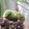 Grand Cayman Parrot