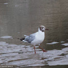 Black-headed Gull