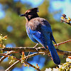 Steller's jay (juvenile)