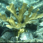 Elkhorn Coral