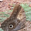 Owl butterfly