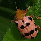 Spotted Asparagus Beetl