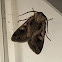 Subgothic Dart Moth