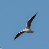 Black-headed Gull; Gaviota Reidora