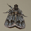 Pyralid Moth