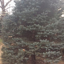 Blue Spruce Tree