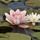 European white water lily