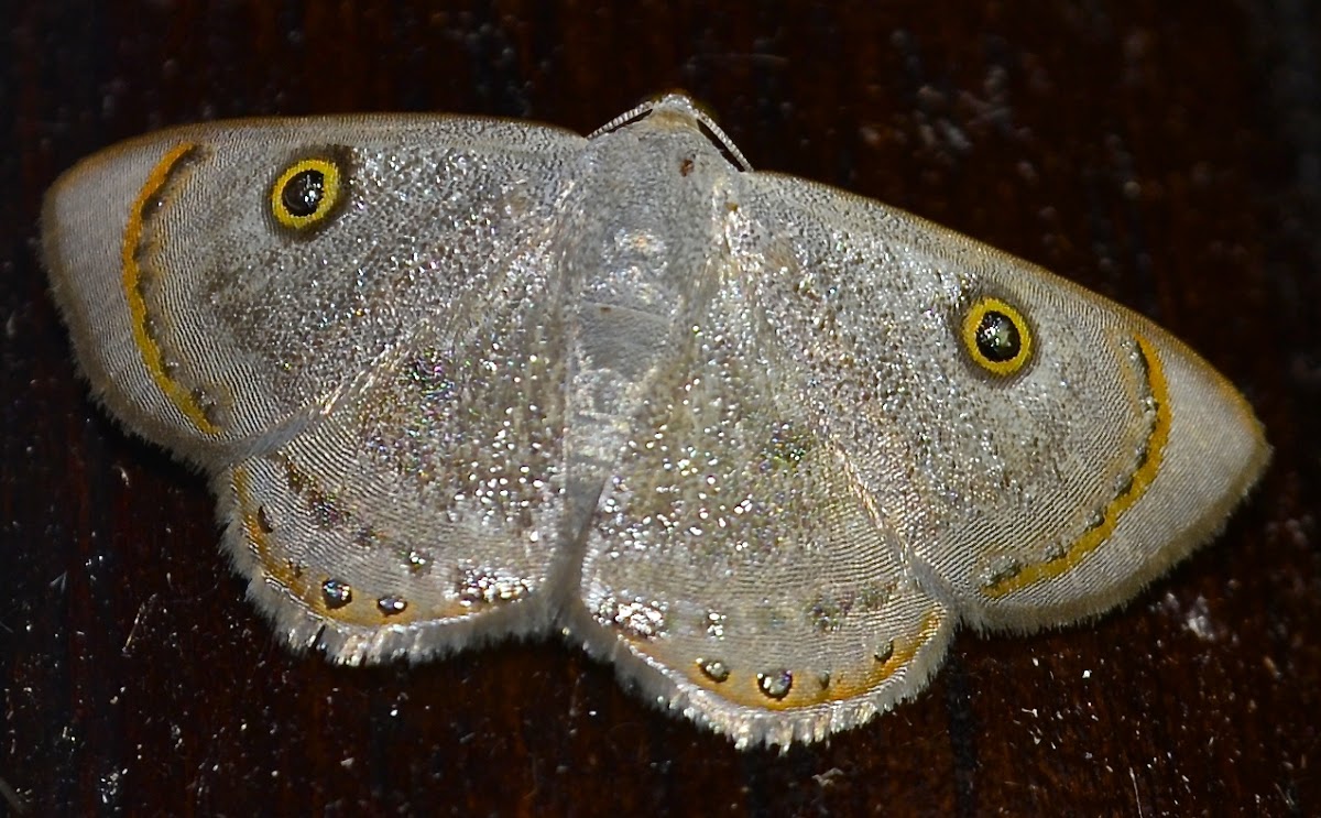 Geometer Moth