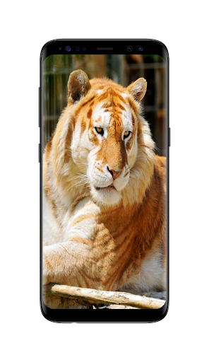 Lion King Wallpapers HD