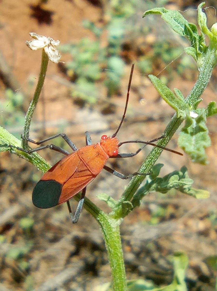 Soapberry bug