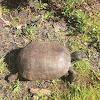 Gopher Tortoise