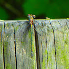 Emerald Damselfly (female)