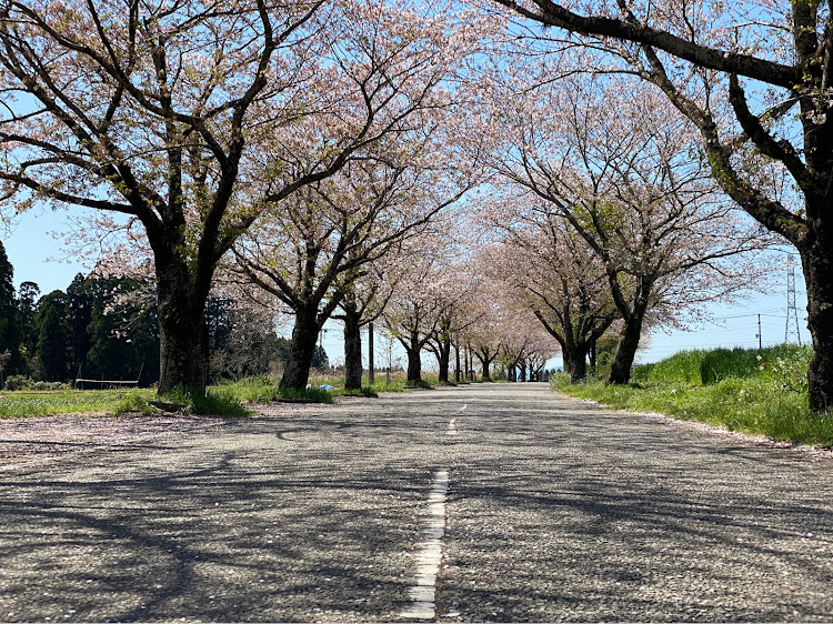 シビックのドライブ・桜とコラボ🌸・シビック・車が好きな人と繋がりたい・FK7に関するカスタム事例の投稿画像3枚目