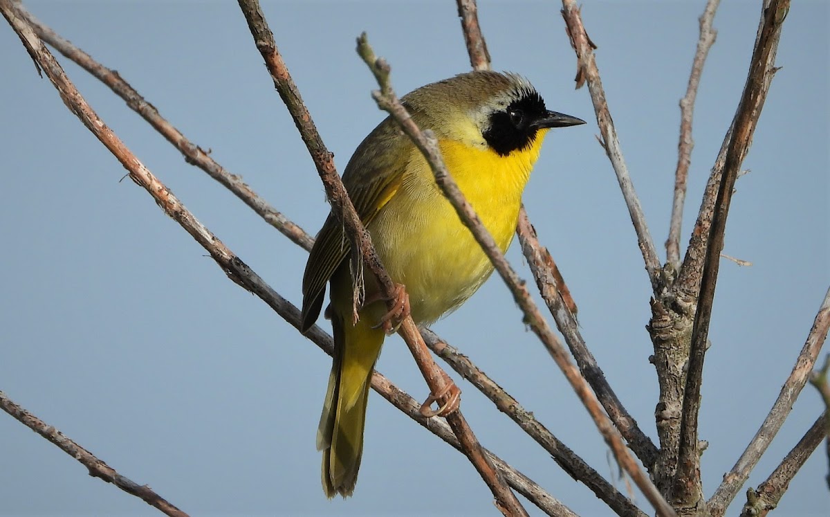 Common yellowthroat