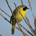 Common yellowthroat