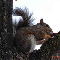 Squirrel di 