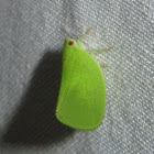 Acanaloniid Planthopper