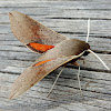 Grapevine Hawk Moth