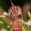 Mediterranean Striped Shield Bug