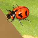 Transverse Ladybird