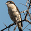 Woodchat Shrike; Alcaudón Común