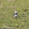 White Wagtail