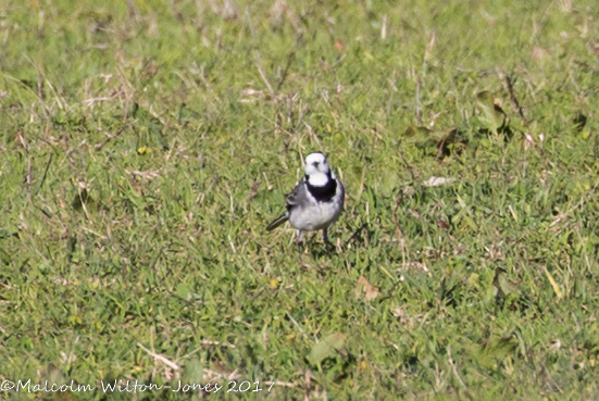 White Wagtail