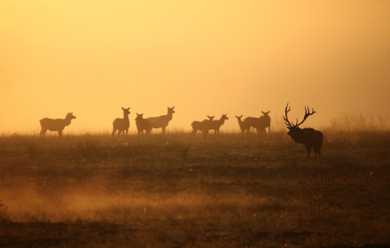 Herd of deer small promo image