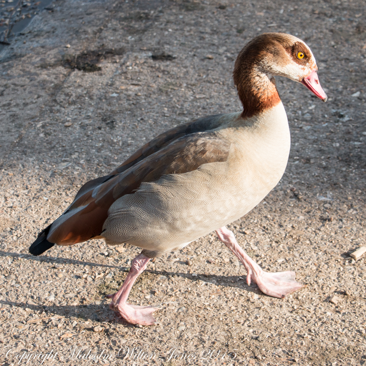 Egyptian Goose