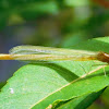 Pond Damselflies