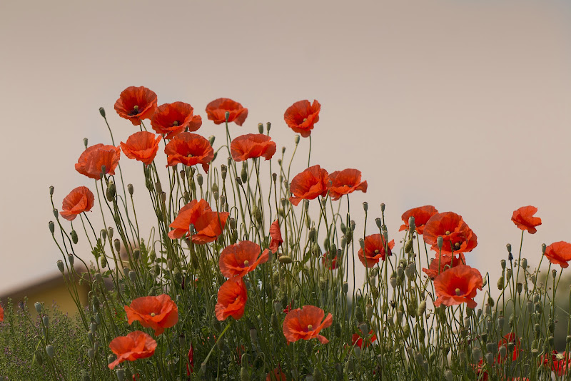 Bouquet naturale di Hello