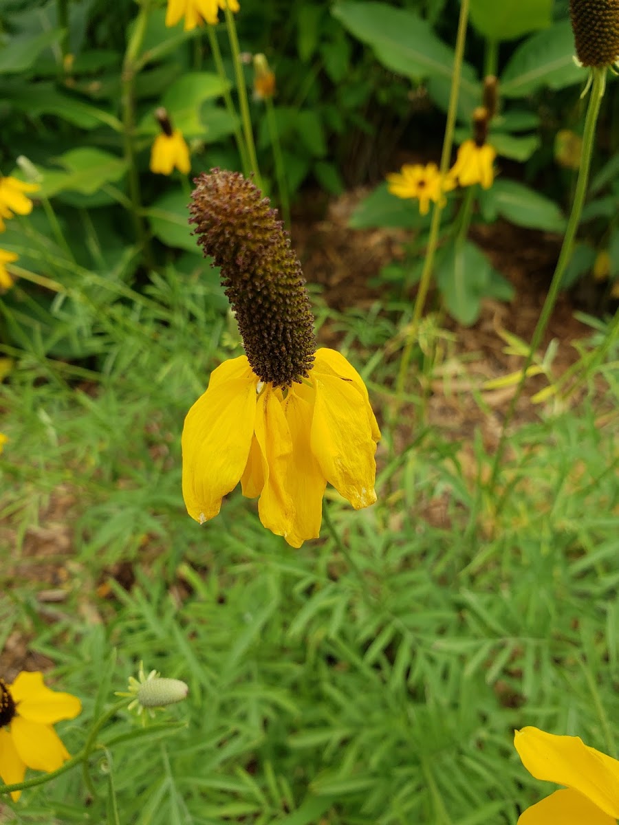 Prairie Coneflower